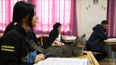 Liselilerle derse giren kedi "Pakize" okulun 470'inci &ouml;ğrencisi oldu
