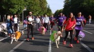 Madrid'de köpek maratonu