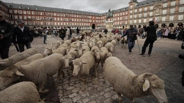 Madrid'de koyunlar şenlik dolayısıyla şehir turu attı