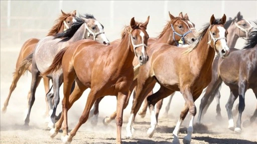 Malatya'da 5 yılda safkan Arap taylarının satışından 210 milyon lira gelir sağlandı
