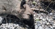 Malatya’da kedi ve köpeklerin siyanürle katledildiği iddiası