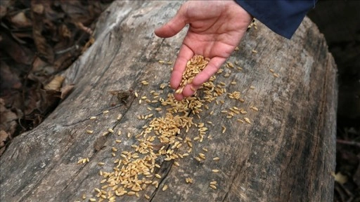 Malatya'da yaban hayvanları i&ccedil;in doğaya yem bırakıldı