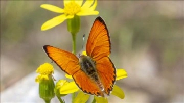 Malatya'da Beydağı etekleri kelebek vadisine dönüştü