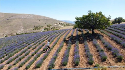 Malatyalı genç üretici lavantayla kıraç araziden gelir sağladı