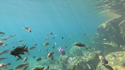 Malavi'ye gelen turistler, ciklet balıkları eşliğinde yüzme imkanı buluyor