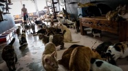 Malezyalı aile kendi imkanlarıyla 440 kedi ve köpeğe bakıyor