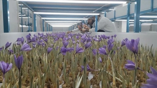 Mali m&uuml;şavir kurduğu tesiste topraksız safran &uuml;retimi yapıyor