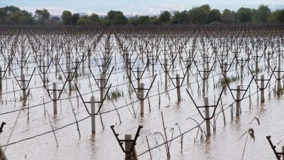 Manisa'da Gediz Nehri'nin taşması sonucu bağlar su altında kaldı