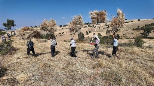 Manisa'da zorlu hububat hasadı yardımlaşmayla kolaylaşıyor
