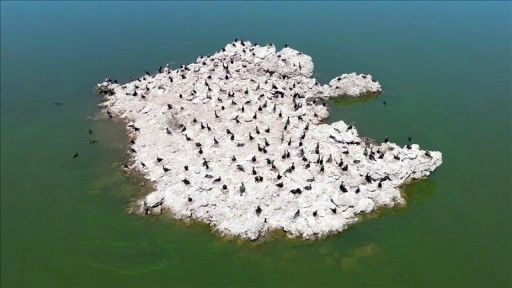 Manisa'daki lav kalıntıları göçmen kuşların üreme alanı oldu