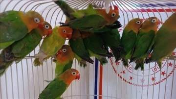 Manisa'da satışı yasak papağan ticareti yapan kişiye 112 bin lira ceza kesildi