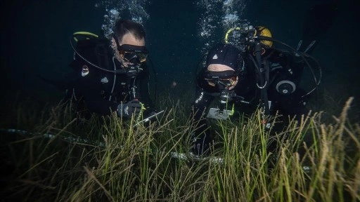 Marmara'da deniz çayırlarının genel durumunun iyi olduğu gözlendi