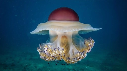 Marmara'da "Umut"un izinden giden bebek pina sayısı artıyor