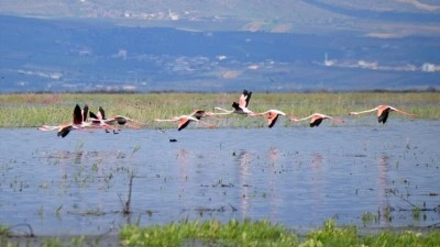 Marmara G&ouml;l&uuml; yıllar sonra yeniden g&ouml;&ccedil;men kuşları ağırlıyor