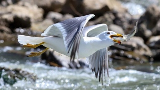 Martıların göç yolculuğundaki inci kefallerini avlama mücadelesi