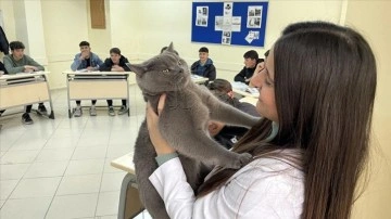 Matematik öğretmeninin kedisi "Başkan"ı lise öğrencileri çok sevdi