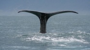 Meksika'da '3 gagalı' yeni bir balina türü keşfedildi