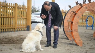 Meksika'nın arama kurtarma köpeği "Proteo"nun adı Kayseri'de yaşatılacak