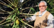 Meraklı çiftçi bahçesinde papaya yetiştirdi