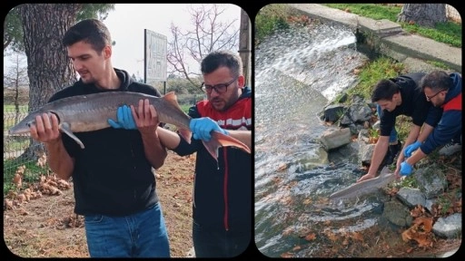 Meriç Nehri'nde yakalanan mersin balığı koruma altına alındı