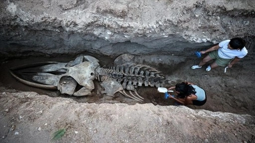 Mersin'de 4 yıl önce gömülen Fin balinasının iskeleti topraktan çıkarılıyor