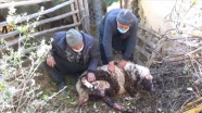 Mersin'de ahıra giren 2 pitbull koyun ve kuzuları telef etti