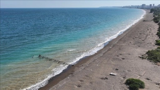 Mersin'de anaç kaplumbağaların kumsala çıkışlarında artış gözlendi
