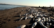 Mersin’de balık ölümleri inceleniyor