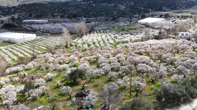 Mersin'de &ccedil;i&ccedil;ek a&ccedil;an erik ağa&ccedil;ları havadan g&ouml;r&uuml;nt&uuml;lendi