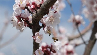 Mersin'de kayısı ağa&ccedil;ları &ccedil;i&ccedil;eklendi