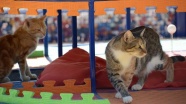 Mersin'de kedilere özel park yapıldı