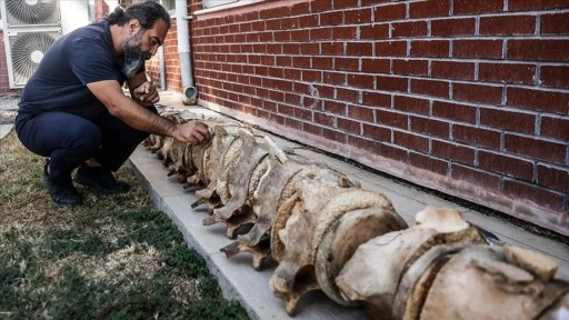 Mersin'de topraktan çıkarılan balina iskeleti birleştirilip sergileneceği günü bekliyor