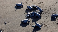 Mersin&#039;de yavru deniz kaplumbağaları ODTÜ güvencesiyle ilk adımlarını atıyor