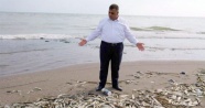 Mersin'deki balık ölümleri korkuttu
