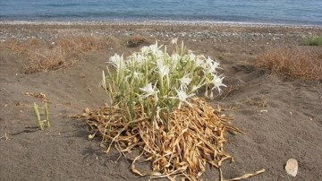 Mersin'de koruma altındaki kum zambakları çiçek açtı