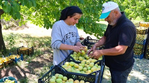 Mevsimlik tarım işçileri Iğdır'da kayısı mesaisinde