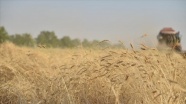 Mezopotamya'nın en eski buğday tohumunda ikinci hasat