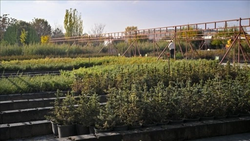 Milli Ağaçlandırma Günü için hedef 15 milyon fidanın sahiplenilmesi