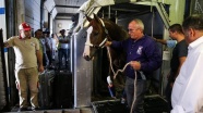 Milyon dolarlık yarış atları İstanbul a getirildi