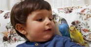 Minik çocuğun muhabbet kuşlarıyla ilginç diyaloğu