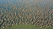 Minik flamingolar uçmayı &#039;doğal kreşte&#039; öğreniyor