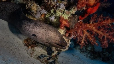 Mısır'da binlerce yıllık miras ile deniz ekosistemi birlikte korunuyor