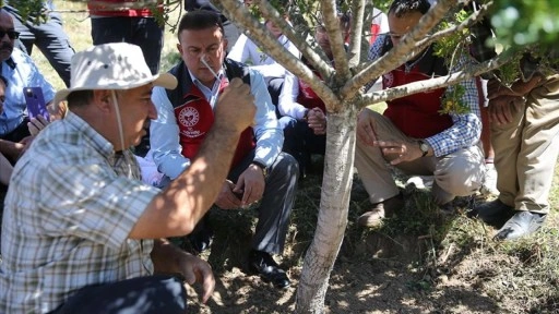 Muğla'da 10 yıl önce dikilen sakız ağaçlarında ilk hasat için çizim yapıldı