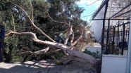 Muğla&#039;da kuvvetli fırtına ağaçları devirdi
