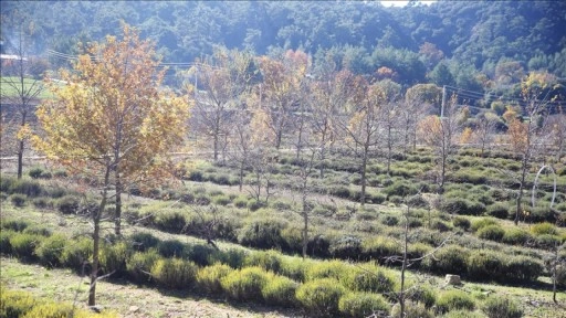 Muğla'da tıbbi ve aromatik bitkilerin üretim alanı 10 yılda 300 dekardan 6 bin dekara yükseldi
