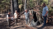 Muğla&#039;da yanan ormanların yeniden canlanmaya başlaması arıcıları umutlandırdı