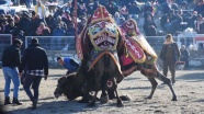 Muğla&#039;daki deve güreşi festivaline yoğun ilgi