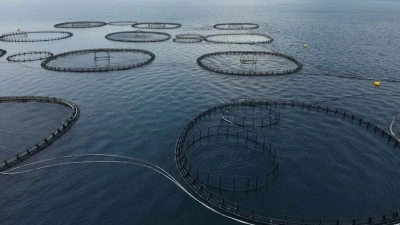 Muğla'dan yılın ilk &ccedil;eyreğinde 198 milyon dolarlık balık ihracatı yapıldı