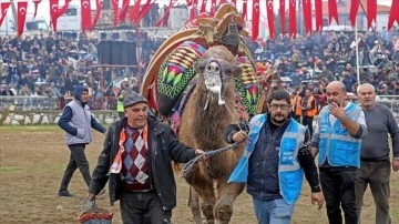 Muğla'da deve güreşleri geleneği sürdürülüyor