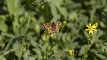 Munzur Vadisi Milli Parkı kelebeklerle renklendi